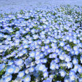 Nemophila Nemophila menziesii 2