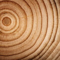 Cedar Roots Cedrus 2