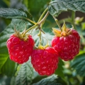 Maliny Rubus idaeus 2