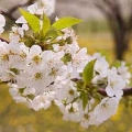 Kyselá třešeň family Rosaceae, genus Prunus 2