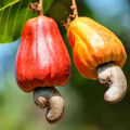 Cashew Flower Anacardium Occidentale 2