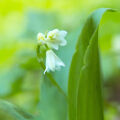 Asian Clintonia Clintonia Udensis 2