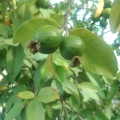 Guava family Myrtaceae genus Psidium 2