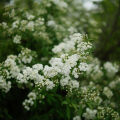 Baby’s Breath Gypsophila Paniculata 2