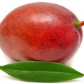 Mango genus Mangifera 2