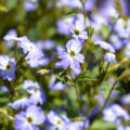 Amethyst Flower Browallia americana 2