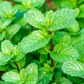 Menthol  2