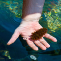 Sea cucumber Holothuroidea 2
