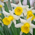 Narcis Amaryllidaceae 2