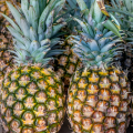 SugarLoaf Pineapple Ananas comosus 2