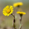 Tussilago farfara Tussilago farfara 2
