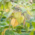 Goldenberry Physalis peruviana 2