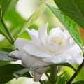 Gardénie Gardenia 2