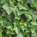 Břečťan Araliaceae 2