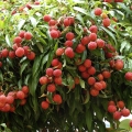Liči Litchi chinensis 2