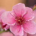 Nektarinka Prunus persica var. Nectarina, family Rosaceae 2