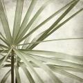 Papyrus Cyperus papyrus 2