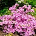Alpská růže Rhododendron Ponticum 2
