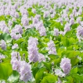 Vodní hyacint Eichhornia, family Pontederiaceae 2