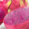Pitaya Genus Hylocereus, Stenocereus, dragon fruit 2