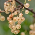 Bílý rybíz Genus: Ribes alba, family Grossulariaceae 2