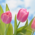 Tulipán  2