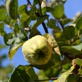 Kdoule Cydonia oblonga 2