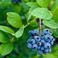Borůvky Vaccinium myrtillus 2