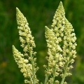 Mignonette Reseda odorata 2