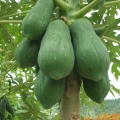 Papája Carica Papaya 2