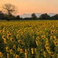 Slunečnice Helianthus annuus 2