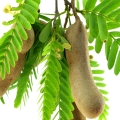 Tamarind Tamarindus indica 2
