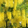 Štědřenec Laburnum anagyroides 2