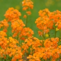 Čekanka Erysimum 2