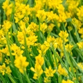 Kručinka barvířská Genista tinctoria 2