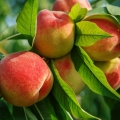 Broskvový květ Prunus persica 2