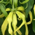 Ylang-Ylang 2