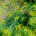 Kopr Anethum graveolens 2