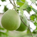 Pomelo Citrus Maxima 2