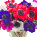 Sasanka Anemone coronaria 2
