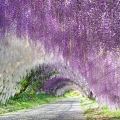 Vistárie Wisteria floribunda 2