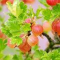 Angrešt Ribes uva-crispa 2
