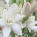 Tuberóza Polianthes tuberosa 2