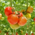 Rajčatový list Solanum lycopersicum 2