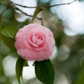 Kamélie Camellia Japonica 2