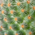 Kaktus Cactaceae 2