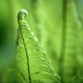 Kapradina Pteridophyta 2