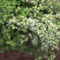 Majoránka Marjorana hortensis, Origanum Marjorana 2
