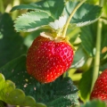 Jahodový list Fragaria vesca (Rosaceae) 2