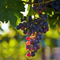 Hrozny Vitis 2
